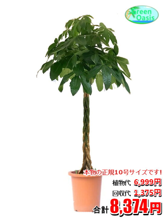 楽天市場 東京23区内限定 観葉植物 パキラ 10号 おしゃれな大型観葉植物交換 回収 お部屋のインテリア装飾 法人様 飲食店などの飾りにリビングの飾り 新築祝い開店祝い 引越し祝い 癒し 風水 最安値 激安 ギフト リモートワークの背景に 株式会社グリーン