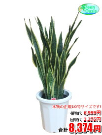 東京23区内限定！　観葉植物　サンセベリア 10号【おしゃれな大型観葉植物交換・回収】お部屋のインテリア装飾 法人様・飲食店などの飾りにリビングの飾り　新築祝い開店祝い、引越し祝い　癒し　風水　☆最安値　激安　ギフト　リモートワークの背景に☆