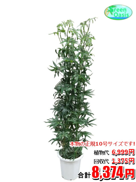 楽天市場 東京23区内限定 観葉植物 シェフレラアンガスティフォリア 10号 おしゃれな大型観葉植物交換 回収 お部屋のインテリア装飾 法人様 飲食店などの飾りにリビングの飾り 新築祝い開店祝い 引越し祝い 癒し 風水 最安値 激安 ギフトに 株式会社