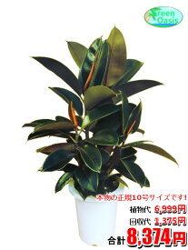 東京23区内限定！　観葉植物　フィカスエラスティカ 10号【おしゃれな大型観葉植物交換・回収】お部屋のインテリア装飾 法人様・飲食店などの飾りにリビングの飾り　新築祝い開店祝い、引越し祝い　癒し　風水　☆最安値　激安　ギフトに☆