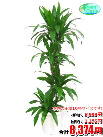 東京23区内限定！　観葉植物　ワーネッキー 10号【おしゃれな大型観葉植物交換・回収】お部屋のインテリア装飾 法人様・飲食店などの飾りにリビングの飾り　新築祝い開店祝い、引越し祝い　癒し　風水　☆最安値　激安　ギフト☆