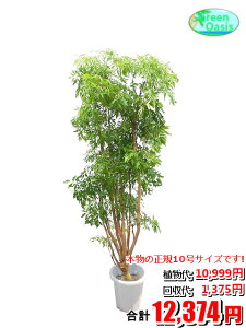 観葉植物 ポリシャスの人気商品 通販 価格比較 価格 Com