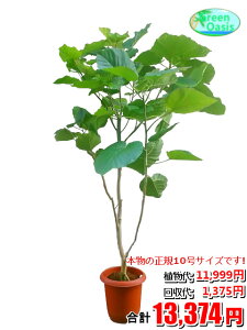 観葉植物 ウンベラータの人気商品 通販 価格比較 価格 Com