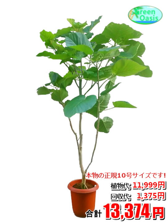 楽天市場 東京23区内限定 観葉植物 ウンベラータ 10号 おしゃれな大型観葉植物交換 回収 お部屋のインテリア装飾 法人様 飲食店などの飾りにリビングの飾り 新築祝い開店祝い 引越し祝い 癒し 風水 最安値 激安 ギフト 株式会社グリーンオアシス