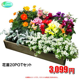 季節の花苗セット　おまかせ20鉢【福袋　苗花セット】激安　観葉植物　20ポット　ガーデニング　花苗　園芸　寄せ植え　法人様・飲食店など店舗外回りの飾り　最安値　　良品　季節のお花　イトーヨーカドー花部門ランキング1位