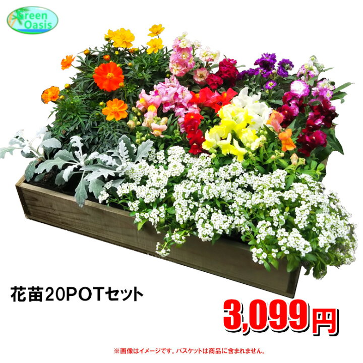 楽天市場 季節の花苗セット おまかせ鉢 福袋 苗花セット 激安 観葉植物 ポット ガーデニング 花苗 園芸 寄せ植え 法人様 飲食店など店舗外回りの飾り 最安値 良品 季節のお花 イトーヨーカドー花部門ランキング1位 株式会社グリーンオアシス 楽天市場 季節の花苗セット おまかせ鉢 福袋 苗花セット 激安 観葉植物 ポット ガーデニング 花苗 園芸 寄せ植え 法人様 飲食店など店舗外回りの飾り 最安値 良品 季節のお花 イトーヨーカドー花部門ランキング1位 株式会社グリーンオアシス