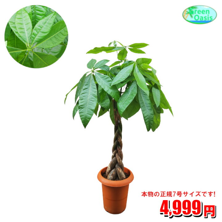 楽天市場 観葉植物 パキラ 7号 激安 おしゃれな大型観葉植物 お部屋のインテリア装飾 法人 飲食店など店舗の飾りに運気up 開店祝い 引っ越し祝い 格安人気観葉植物をどうぞ 最安値 贈答 父の日 ギフト 新生活応援 株式会社グリーンオアシス