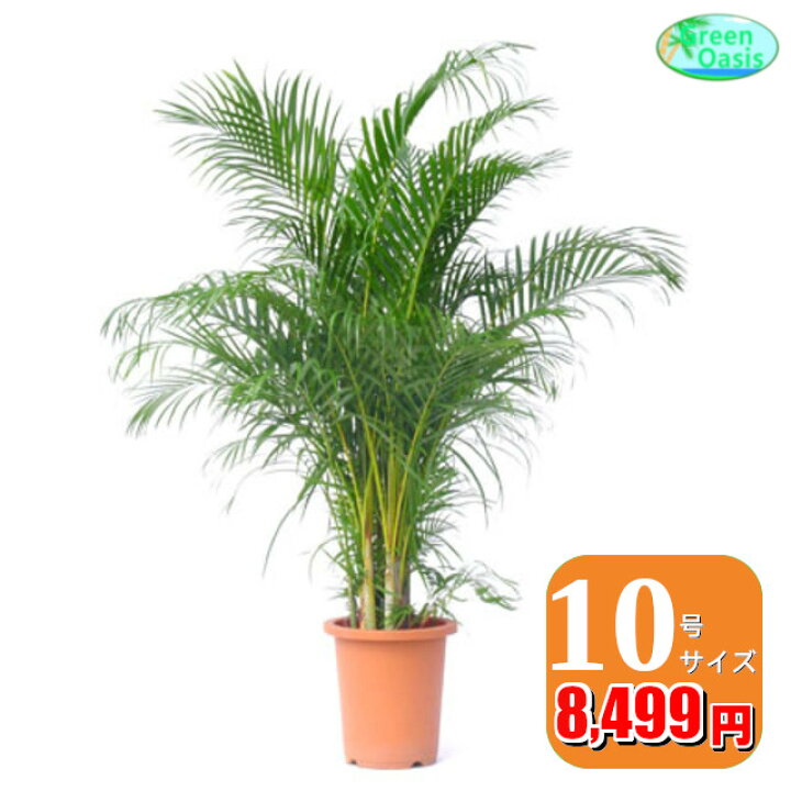 楽天市場】観葉植物 アレカヤシ 10号【おしゃれな大型観葉植物】お部屋 