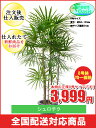 観葉植物 シュロチク 8号【激安!おしゃれな大型観葉植物3999円!?】お部屋のインテリア装飾、法人・飲食店など店舗の飾りに新築祝い開店祝い、お祝いの贈り物に格...