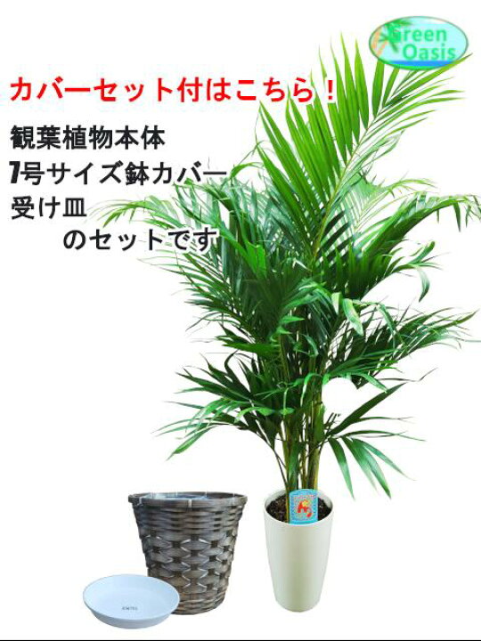 楽天市場 観葉植物 アレカヤシ 7号 激安 おしゃれな大型観葉植物 お部屋のインテリア装飾 法人 飲食店など店舗の飾りに新築祝い開店祝い 格安人気観葉植物 新生活応援 最安値 贈答 引越し祝い プレゼント 株式会社グリーンオアシス
