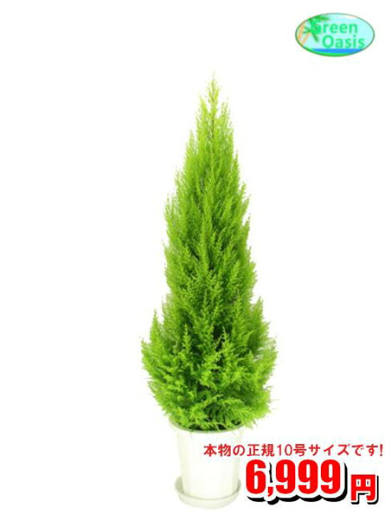 楽天市場 観葉植物 ゴールドクレスト 10号 おしゃれな大型観葉植物 お部屋のインテリア装飾 法人様 飲食店など店舗の飾りに新築祝い開店祝い 贈り物 格安人気観葉植物 クリスマスツリー 最安値 贈答 父の日 ギフト プレゼント 株式会社グリーンオアシス 楽天市場 観葉植物 ゴールドクレスト 10号 おしゃれな大型観葉植物 お部屋のインテリア装飾 法人様 飲食店など店舗の飾りに新築祝い開店祝い 贈り物 格安人気観葉植物 クリスマスツリー 最安値 贈答 父の日 ギフト プレゼント 株式会社グリーンオアシス