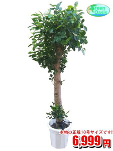 ガジュマル 観葉植物の人気商品 通販 価格比較 価格 Com
