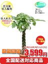 観葉植物　パキラ　7号【激安！おしゃれな大型観葉植物3599円！?】お部屋のインテリア装飾、法人・飲食店など店舗の飾りに新築祝い開店祝い、新生活応援　格安人気観...