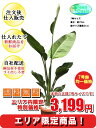 観葉植物　オーガスタ 7号【エリア限定激安！おしゃれな大型観葉植物3199円！?】お部屋のインテリア装飾、法人・飲食店など店舗の飾りに新築祝い開店祝い、お祝いの...