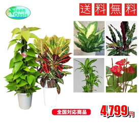 おまかせ観葉植物6号　2鉢セット　【観葉中鉢2鉢セット】激安　観葉植物　6号　インテリア　リビング　園芸　パキラ　ポトス　アレカヤシ　セローム　クロトン　マッサンゲアナユッカ　各種ドラセナ　etc