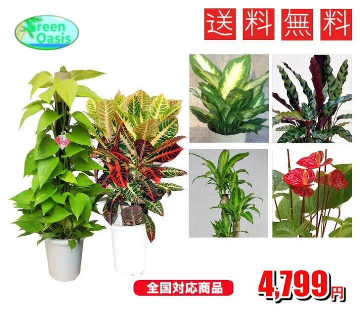 楽天市場 おまかせ観葉植物6号 2鉢セット 観葉中鉢2鉢セット 激安 観葉植物 6号 インテリア リビング 園芸 パキラ ポトス アレカヤシ セローム クロトン マッサンゲアナユッカ 各種ドラセナ Etc 株式会社グリーンオアシス 楽天市場 おまかせ観葉植物6号 2鉢セット 観葉中鉢2鉢セット 激安 観葉植物 6号 インテリア リビング 園芸 パキラ ポトス アレカヤシ セローム クロトン マッサンゲアナユッカ 各種ドラセナ Etc 株式会社グリーンオアシス