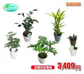 おまかせ観葉植物4号　5鉢セット　【福袋　観葉小鉢5鉢セット】激安　観葉植物　4号　インテリア　リビング　園芸　寄せ植え　法人様・飲食店などの飾り　格安　　良品　季節のお花　イトーヨーカドー花部門ランキング1位