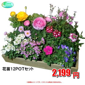 季節の花苗　　おまかせ12鉢【福袋　苗花セット】激安　観葉植物　12ポット　ガーデニング　花苗　園芸　寄せ植え　法人様・飲食店など店舗外回りの飾り　最安値　　良品　季節のお花　イトーヨーカドー花部門ランキング1位