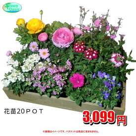 季節の花苗セット　おまかせ20鉢【福袋　苗花セット】激安　観葉植物　20ポット　ガーデニング　花苗　園芸　寄せ植え　法人様・飲食店など店舗外回りの飾り　最安値　　良品　季節のお花　イトーヨーカドー花部門ランキング1位