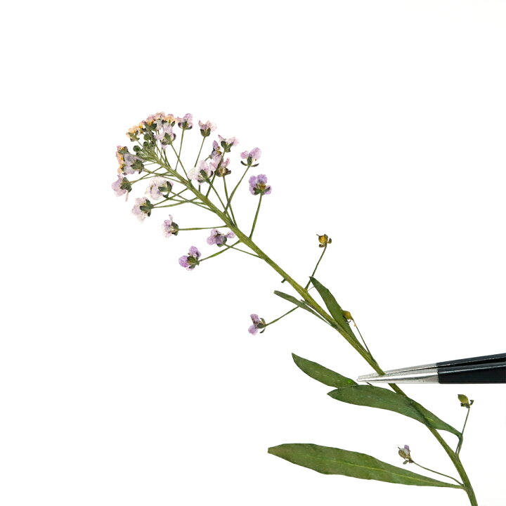 楽天市場】【押し花】アリッサム ドライフラワー 花 はな flower 紫  