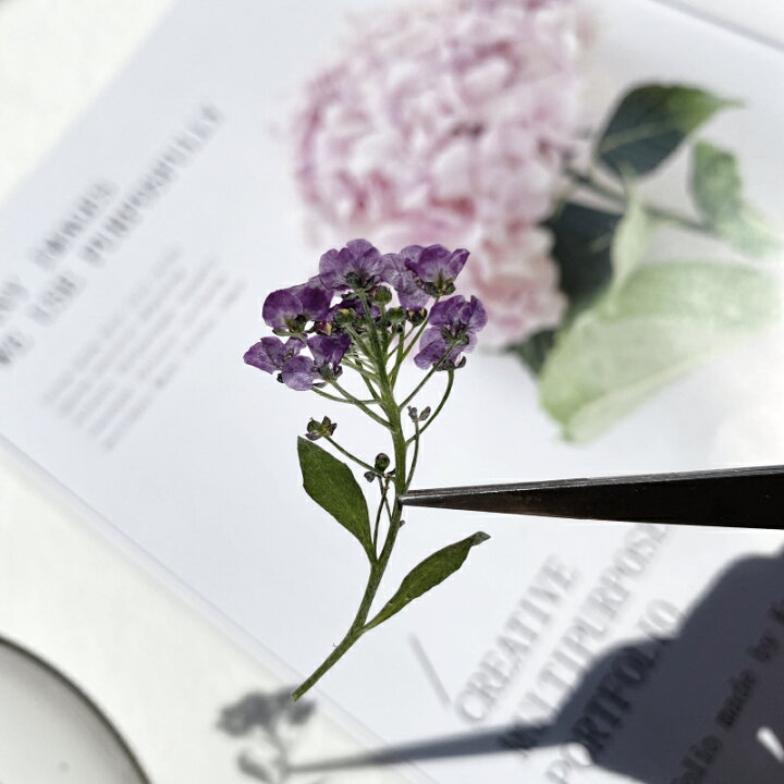 楽天市場】【押し花】アリッサム ドライフラワー 花 はな flower 紫 