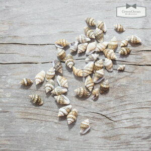 yfށz{̂ȊLs^CK[tyi10gjysea L }LKCVF Cf }  r[YAhp[c ANZT[p[cz