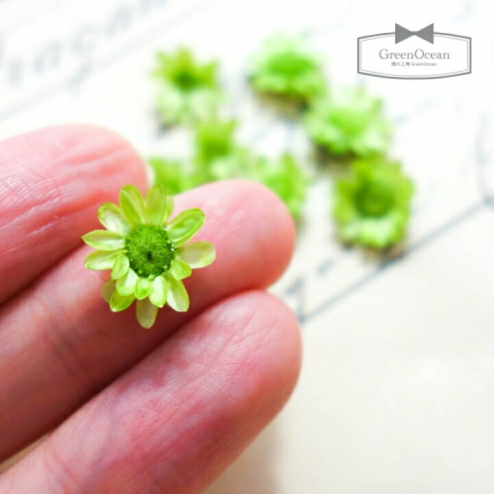 【ドライフラワー】9輪 単色 スターフラワー 《若葉》【小花 プリザーブドフラワー 花材 flower 春 spring 緑 グリーン 黄緑 ビーズアンドパーツ アクセサリーパーツ】 隠れ工房GreenOcean ドライフラワーミックス 日本製 ハーバリウム プリザーブドフラワー レジン封入 ネイル 封入 花材 小花 本物 自然 小分け《選べる20種類》