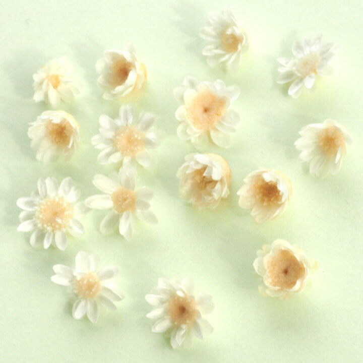 楽天市場 ドライフラワー プチサイズ15輪 単色 スターフラワー スノー 小花 プリザーブドフラワー 花材 Flower ホワイト 白 極小 ビーズアンドパーツ アクセサリーパーツ 隠れ工房ｇｒｅｅｎｏｃｅａｎ