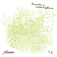 【ドライフラワー】約1g カスミ草 《ミントグリーン》 [小花 プリザーブドフラワー 花材 flower かすみ草…