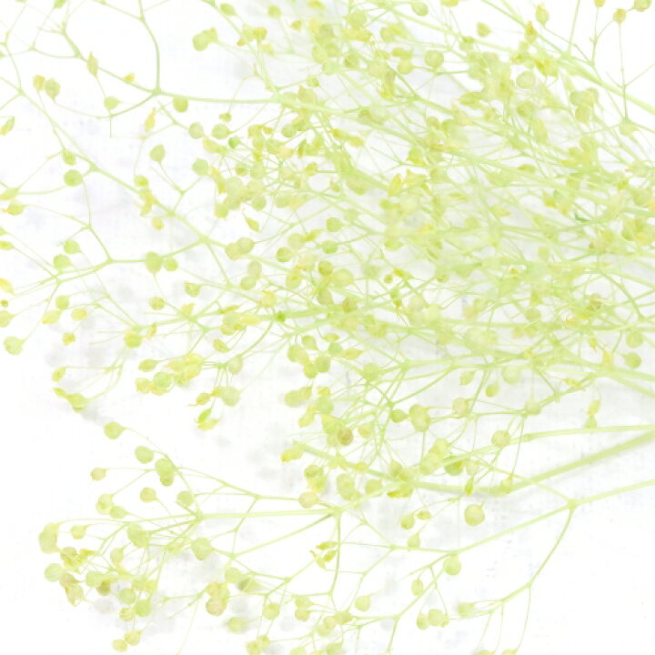 楽天市場 ドライフラワー 約1g カスミ草 ミントグリーン 小花 プリザーブドフラワー 花材 Flower かすみ草 カスミソウ 春 隠れ工房ｇｒｅｅｎｏｃｅａｎ