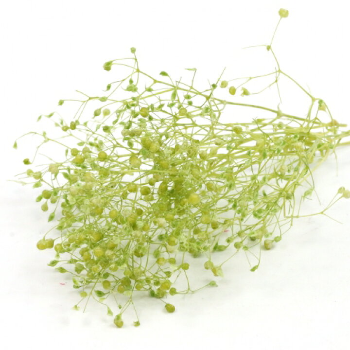 楽天市場】【ドライフラワー】約1g カスミ草 《エンジェルグリーン 