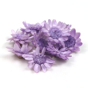 楽天市場 ドライフラワー 9輪 単色 スターフラワー ぶどう 小花 プリザーブドフラワー 花材 Flower グレープ 紫 ビーズアンドパーツ アクセサリーパーツ 隠れ工房ｇｒｅｅｎｏｃｅａｎ