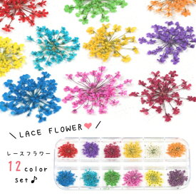 【押し花】12種 レースフラワー[花材 プリザーブドフラワー カラフル ドライフラワー 本物 ハーバリウム ネイルアート 封入 アクセサリーパーツ] GK
