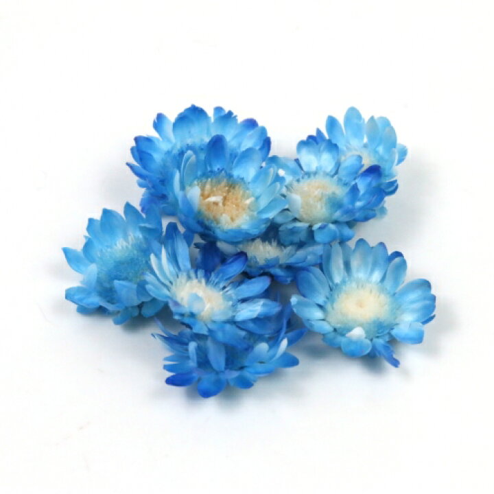 楽天市場 ドライフラワー 9輪 スターフラワー キャンディーブルー レジン ドライフラワー 小花 プリザーブドフラワー 花材 青 ドライ ハーバリウム 押し花 手芸 パーツ 隠れ工房ｇｒｅｅｎｏｃｅａｎ