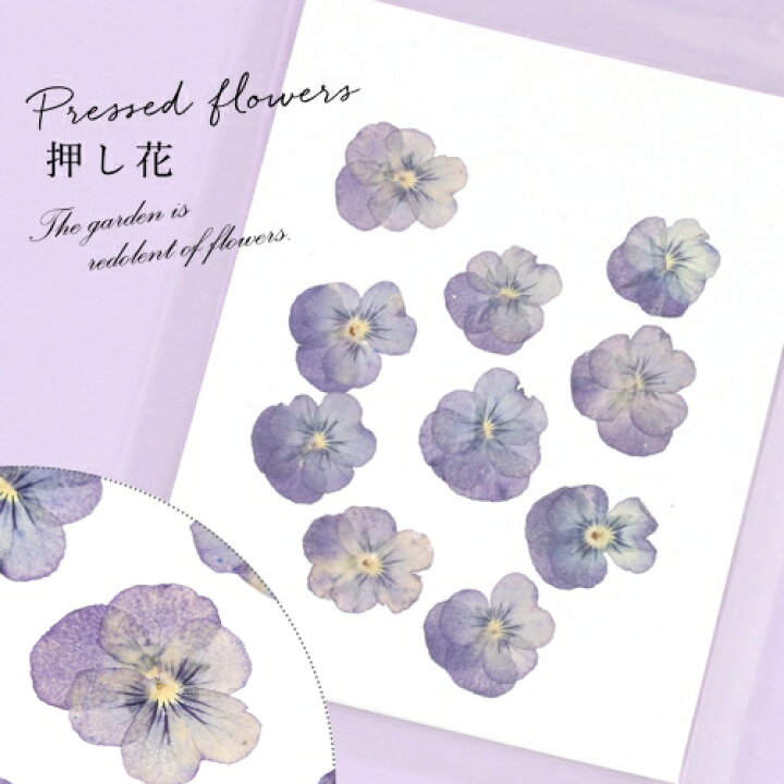 楽天市場 押し花 10枚 ビオラ 濃紫 はな ドライフラワー Flower 青 本物 植物 パンジー 手芸 ネイル 隠れ工房ｇｒｅｅｎｏｃｅａｎ