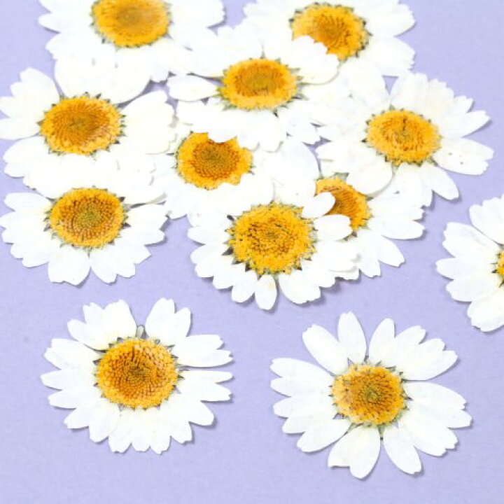 【押し花】デイジー ドライフラワー 花 はな flower ホワイト 白 プリザーブドフラワー 菊 本物 植物 手芸 ネイル マーガレット 12輪程度 隠れ工房GreenOcean ドライフラワーミックス 日本製 ハーバリウム プリザーブドフラワー レジン封入 ネイル 封入 花材 小花 本物 自然 小分け《選べる20種類》