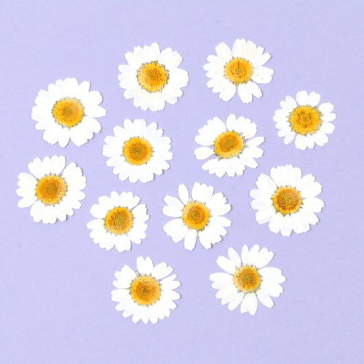 楽天市場 押し花 デイジー ドライフラワー 花 はな Flower ホワイト 白 プリザーブドフラワー 菊 本物 植物 手芸 ネイル マーガレット 12輪程度 隠れ工房ｇｒｅｅｎｏｃｅａｎ