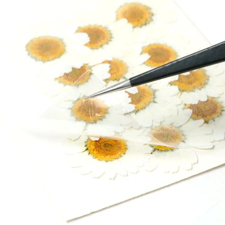 【押し花】デイジー ドライフラワー 花 はな flower ホワイト 白 プリザーブドフラワー 菊 本物 植物 手芸 ネイル マーガレット 12輪程度 隠れ工房GreenOcean ドライフラワーミックス 日本製 ハーバリウム プリザーブドフラワー レジン封入 ネイル 封入 花材 小花 本物 自然 小分け《選べる20種類》