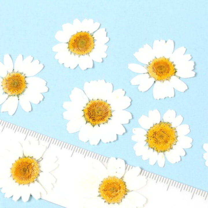 楽天市場 押し花 デイジー ドライフラワー 花 はな Flower ホワイト 白 プリザーブドフラワー 菊 本物 植物 手芸 ネイル マーガレット 12輪程度 隠れ工房ｇｒｅｅｎｏｃｅａｎ