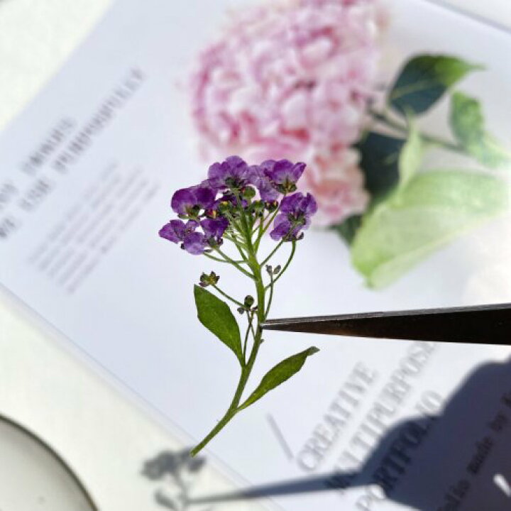 楽天市場 押し花 お試し押し花 アリッサム レースフラワー ドライフラワー 花材 はな Flower 紫 プリザーブドフラワー セット Set 本物 植物 ネイル レジン封入 クラフト 手芸 ネイル 隠れ工房ｇｒｅｅｎｏｃｅａｎ
