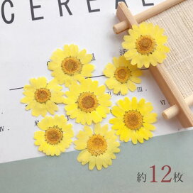 楽天市場】 レジン用品 > フラワー・押し花 : 隠れ工房 