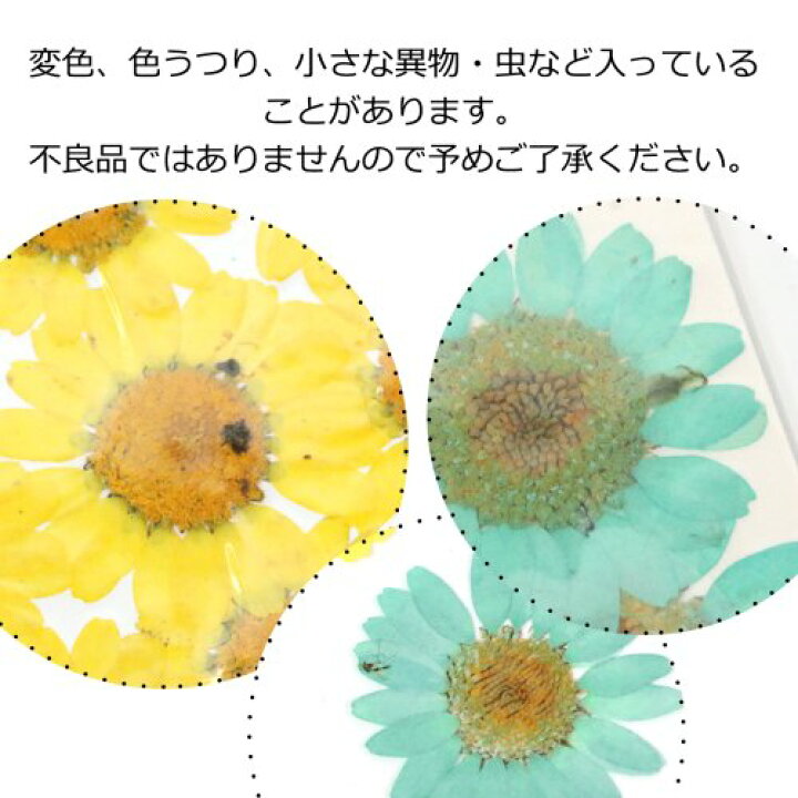 楽天市場 押し花 ノースポール 花 はな フラワー ドライフラワー Flower マーガレット プリザーブドフラワー セット 本物 植物 ネイル レジン封入 クラフト 手芸 デイジー 12輪程度 イエロー 隠れ工房ｇｒｅｅｎｏｃｅａｎ