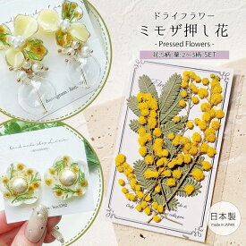 【押し花】国産 ミモザ 花と葉 小分けセット ドライフラワー ギンヨウアカシア リーフ 穂先 少量 花材 レジン封入 本物 日本製 アクセサリー キャンドル 手芸 クラフト