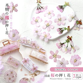 【押し花】国産 桜の花セット さくら 花びら 花柄付き ドライフラワー プリザーブドフラワー レジン封入 春 まるごと 本物 日本製 アクセサリー 手芸 クラフト 《選べる7種》