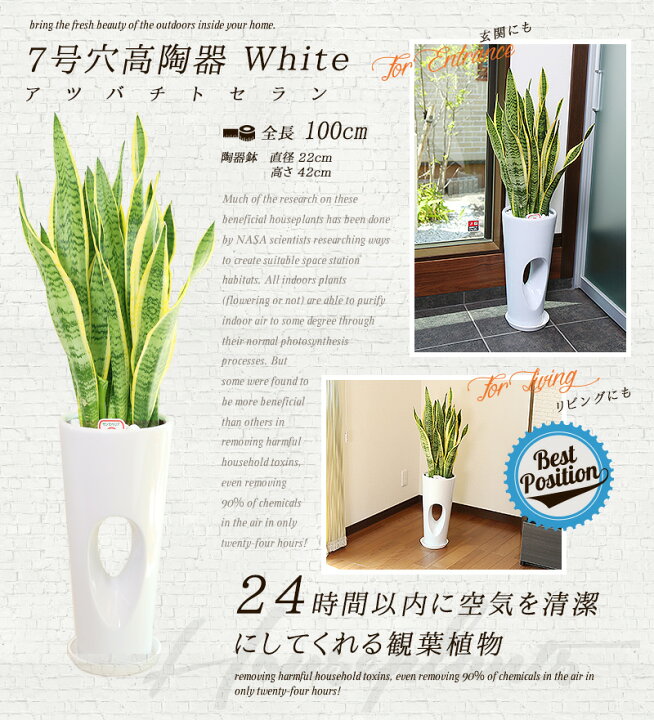 楽天市場 送料無料 サンスベリア 7号 約100cm 穴高陶器 白色 育てやすく空気浄化の効果も高い観葉植物 送料込 大型 インテリア 鉢 恋愛運 おすすめ 安い おしゃれ 激安 ギフト グリーンパラダイス Green Paradise観葉植物通販専門店