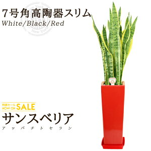 �y���������z�T���X�x���A(7��/��90cm)�p����X�����i���F/���F/�ԐF�j��Ă₷����C�򉻂̌��ʂ������ϗt�A���y������/��^/�C���e���A/��/�����^/��������/����/�������/����/�M�t�g�z 