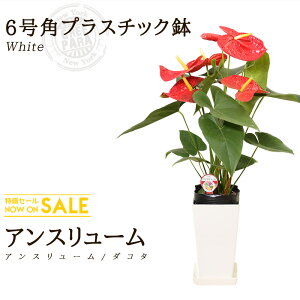 アンスリウム 白 生花の人気商品 通販 価格比較 価格 Com