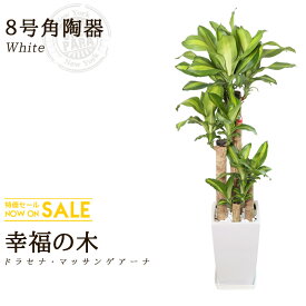 楽天市場 幸運 を 呼ぶ 観葉 植物の通販