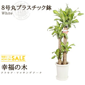 楽天市場 観葉植物 安いの通販