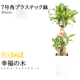 楽天市場 ハワイ 種類 植物 オーガスタ 観葉植物 花 観葉植物 花 ガーデン Diyの通販
